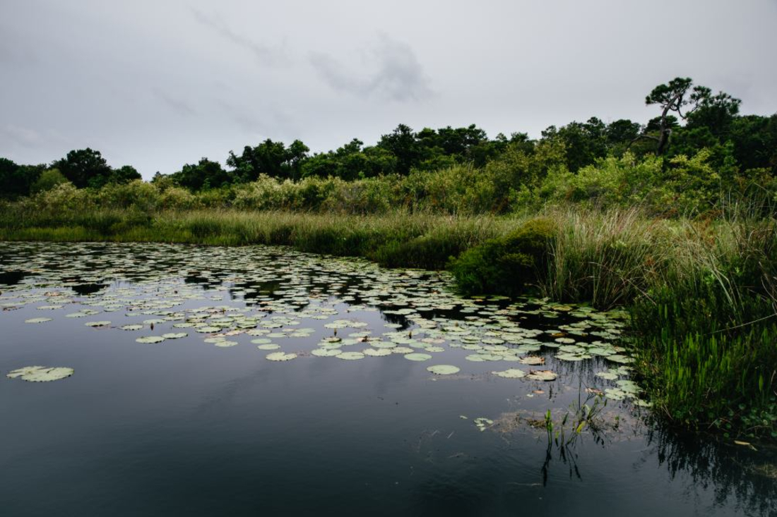 Coffeen Nature Preserve: Where history and nature intertwine in exclusivity.