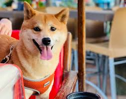 Discover the Best Pet-Friendly Restaurants in 30A, Florida